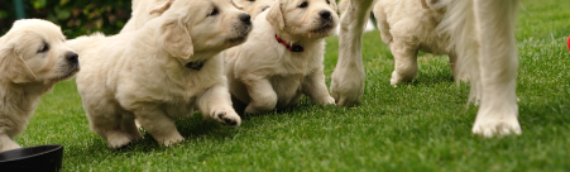 ▷Benefits Of Artificial Grass For Pet Owners In Oceanside