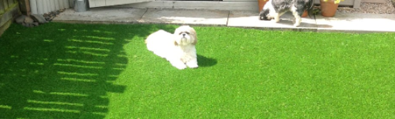 ▷7 Reasons That Artificial Grass Is Pet Friendly Oceanside