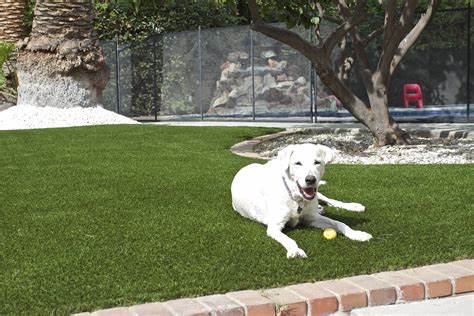 5 Reasons That Artificial Grass Is A Pet Friendly Surface In Oceanside