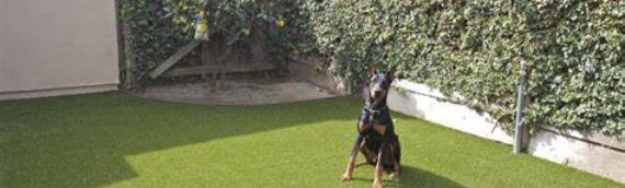 ▷5 Tips To Create Pet Friendly Surface With Artificial Grass For Your Pets In Oceanside