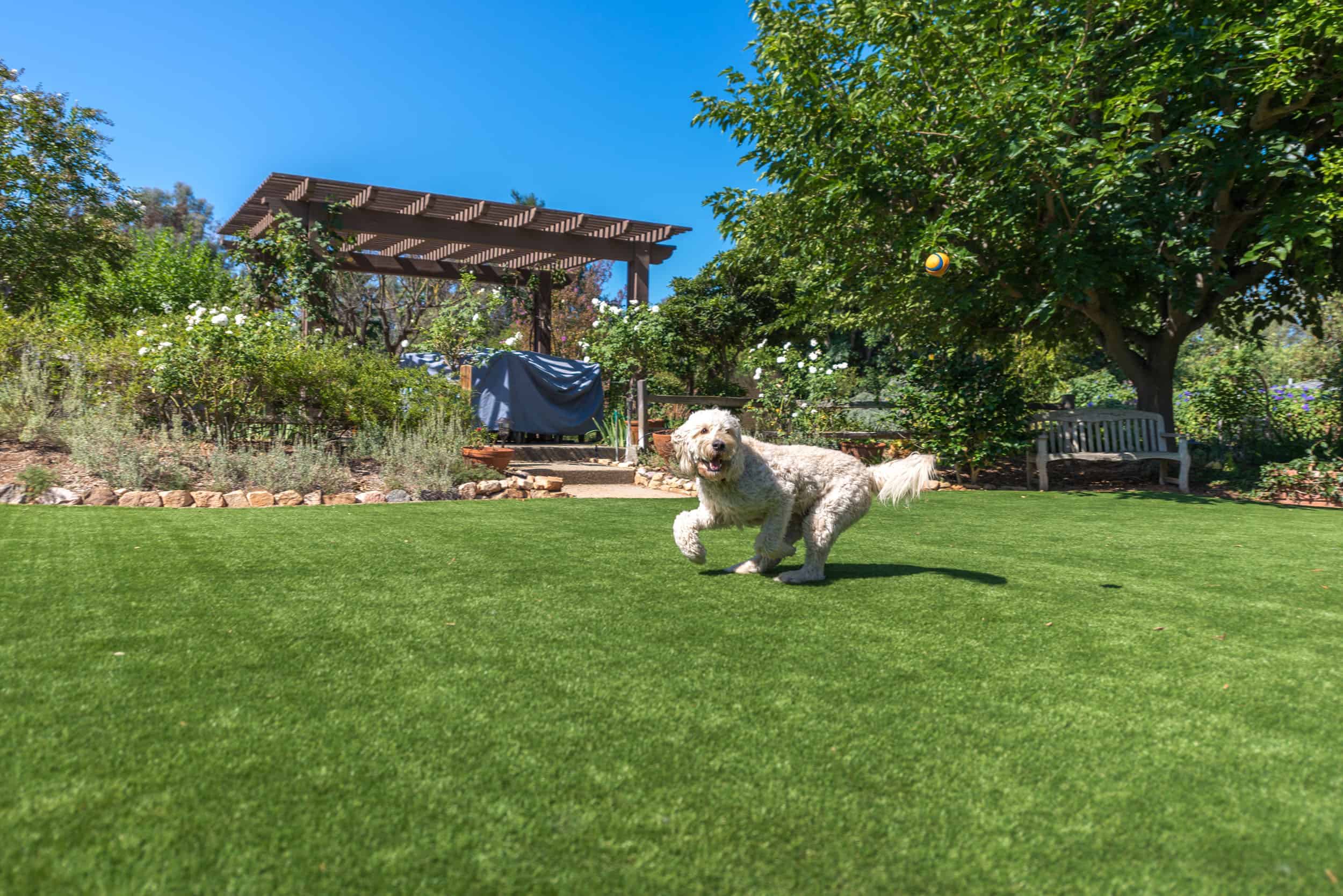 5 Dog Care Concerns Solved By Artificial Grass In Oceanside